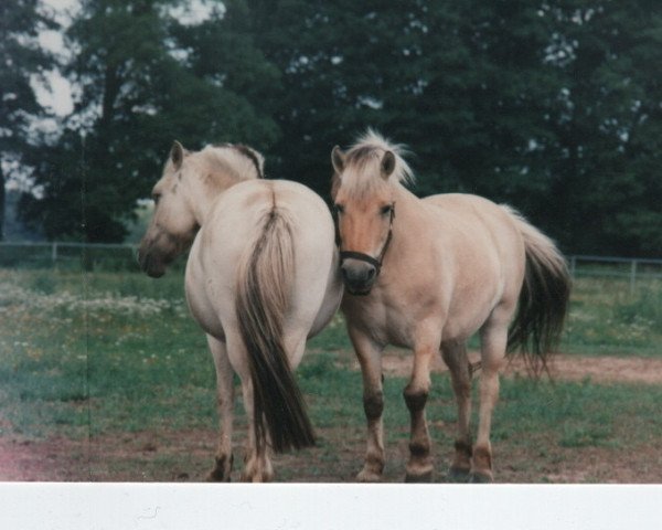 horse Cleopatra (Fjord Horse, 1994, from Zötus II)