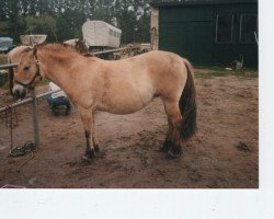 horse Lucy (Fjord Horse, 1992, from Zötus II)