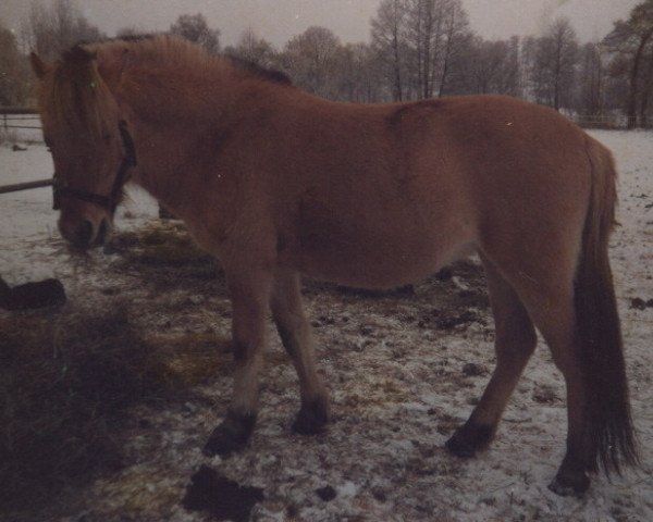 Zuchtstute Sissi (Fjordpferd, 1992, von Zötus II)