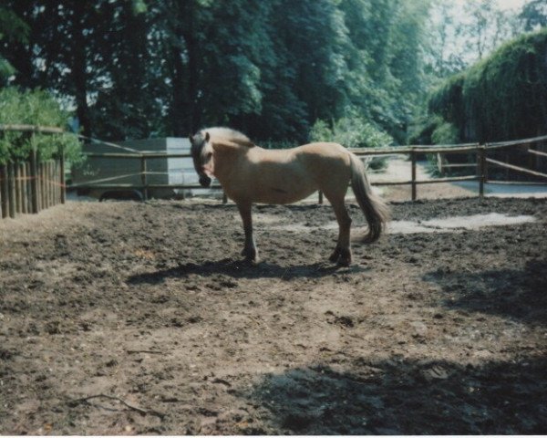 broodmare Suleika (Fjord Horse, 1977, from Torstein)