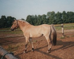 stallion Zötus II (Fjord Horse, 1975, from Zötus I)