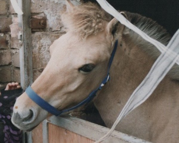 horse Sunshine (Fjord Horse, 1994, from Zötus II)