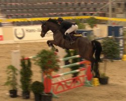 jumper Calimero 573 (Hanoverian, 2008, from Contendro I)