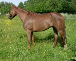 broodmare Lumasi (Westphalian, 2006, from Laudabilis)