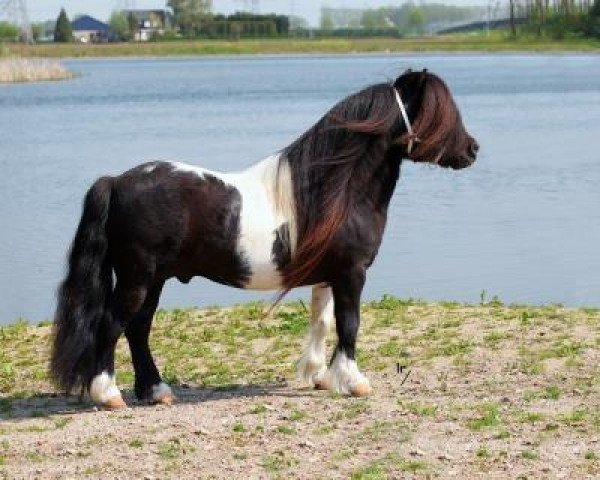 Deckhengst Winsomeboy van de Rising Sun Stable (Shetland Pony, 2005, von Morjoy Nickel)