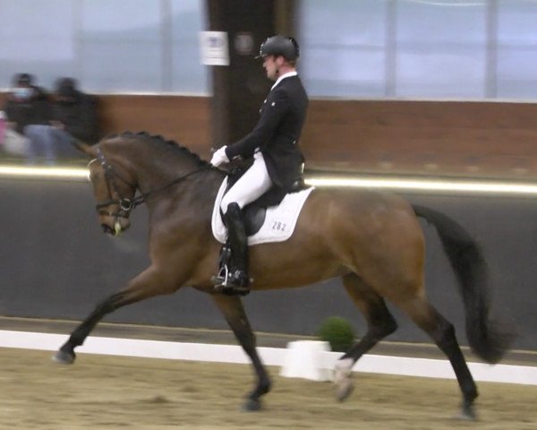 dressage horse First Lady W 3 (Oldenburg, 2013, from Foundation 2)