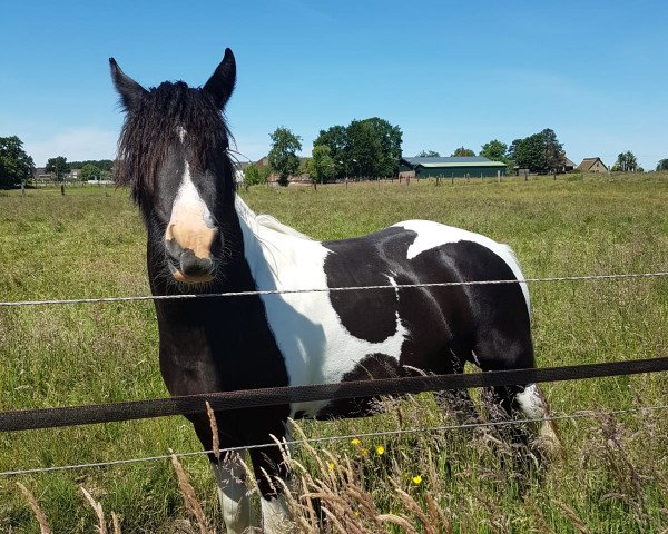 Pferd Saphira J van Hoeve Wezenbeeke (Tinker-Mix / Pinto Tinker / Crossbreed, 2018)