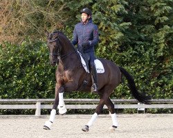 dressage horse Daytona VDL (KWPN (Royal Dutch Sporthorse), 2003, from Don Primero)