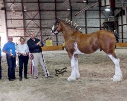 stallion Theodore's Horton's Poster Boy (Clydesdale, 2014, from Willow Way Horton)