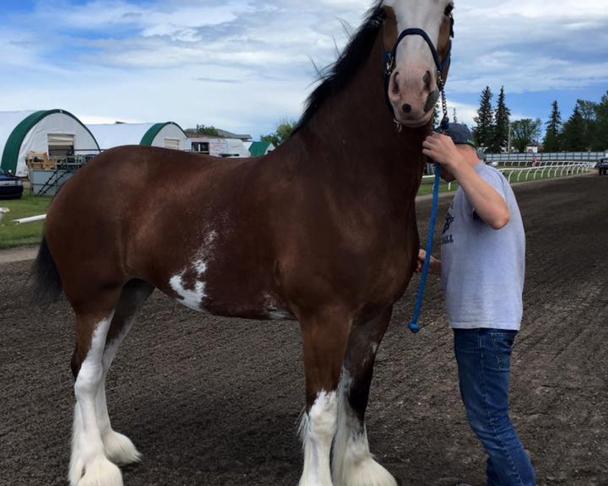 Zuchtstute Theodore's Abigail Adams (Clydesdale, 2012, von Great American John Adams)