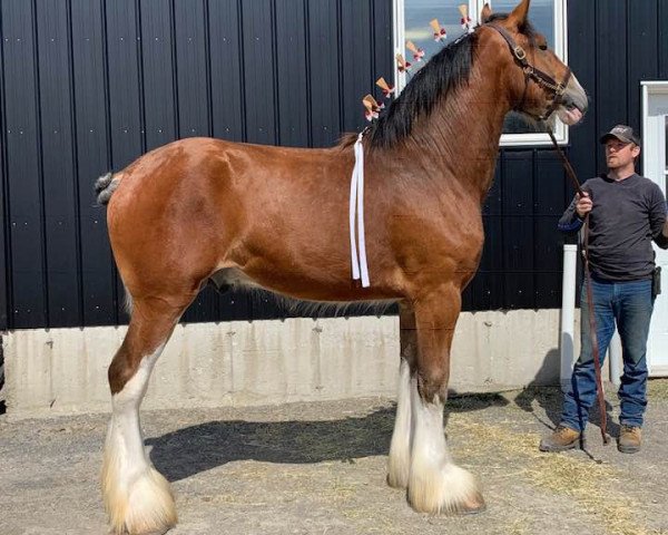 Pferd Theodore's John Quincy Adams (Clydesdale, 2018, von Westedge Question Mark)