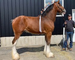 Pferd Theodore's John Quincy Adams (Clydesdale, 2018, von Westedge Question Mark)