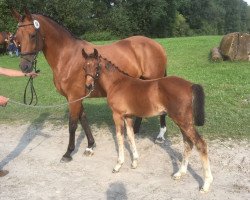 Dressurpferd Hengst von Rock Amour / Rosenkoenig (Westfale, 2017, von Rock Amour)