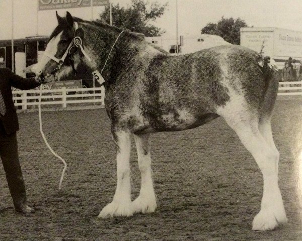 Pferd Thistle Ridge Argyll Debra (Clydesdale, 1994, von Commander Mark Argyll)