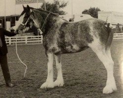 horse Thistle Ridge Argyll Debra (Clydesdale, 1994, from Commander Mark Argyll)