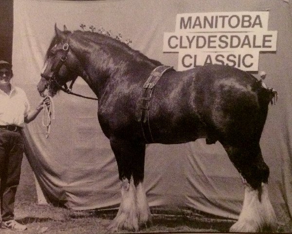 horse Thistle Ridge Argyll Andy (Clydesdale, 1990, from Commander Mark Argyll)