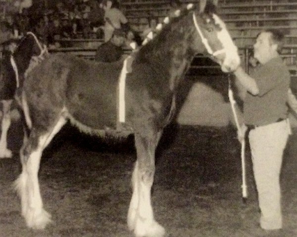 Pferd T.F.C. Bazel (Clydesdale, 2005, von Greendykes Intrepid)