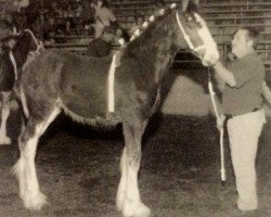 horse T.F.C. Bazel (Clydesdale, 2005, from Greendykes Intrepid)