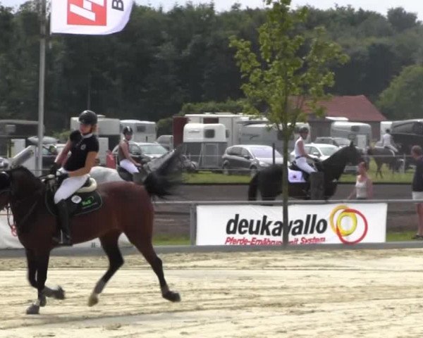 Reitturnier Senden 2014