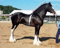 stallion TF Justin's Zephyr (Clydesdale, 2013, from Grandview Eli's Just-In-Step)