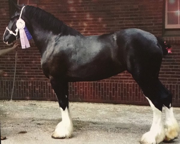 Zuchtstute TF Commander's Holly (Clydesdale, 2008, von ETF Patsy Commander)