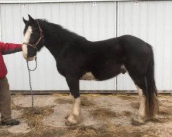 horse TF BJ's Victor (Clydesdale, 2017, from Weber's BJ Jim Jewell)