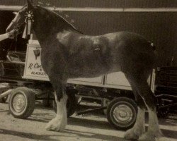 horse Terrytime Ideal Allie (Clydesdale, 1985, from Ridge View Ideal Ladd)