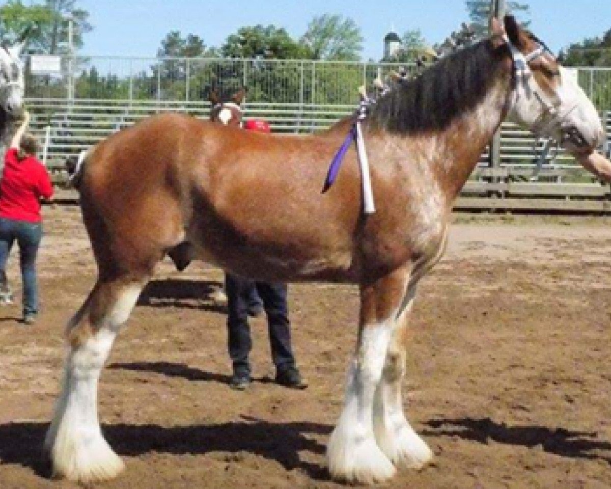 horse Terrytime Excel's Milton (Clydesdale, 2013, from Maple Stone Excel)