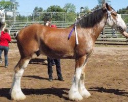 Pferd Terrytime Excel's Milton (Clydesdale, 2013, von Maple Stone Excel)