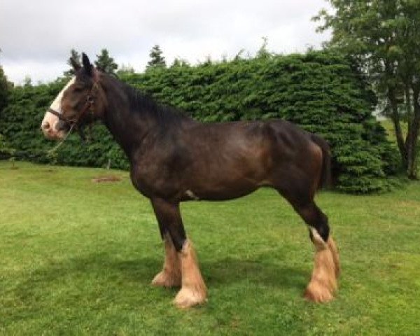 broodmare Terragold's Kaleigh (Clydesdale, 2014, from Terragold Picasso)