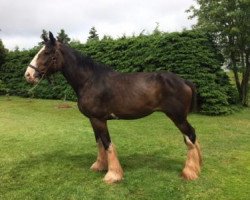 Zuchtstute Terragold's Kaleigh (Clydesdale, 2014, von Terragold Picasso)