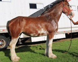 broodmare Terragold's Lucinda (Clydesdale, 2012, from Blackgate Connor)