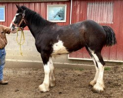 horse Bri-Mar Classic Hope (Clydesdale, 2018, from Karvelton Mac's Classic)