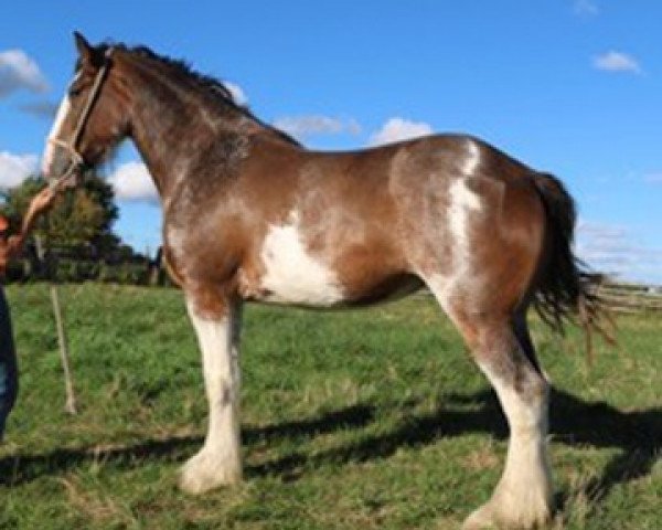 Zuchtstute Terragold's Nellie (Clydesdale, 2013, von Blackgate Connor)