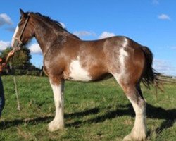 broodmare Terragold's Nellie (Clydesdale, 2013, from Blackgate Connor)