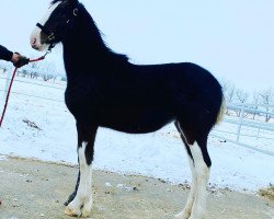 Pferd Terragold's Mabel (Clydesdale, 2020, von Hatfield King O'Spades)