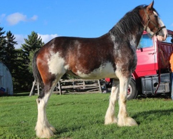 Zuchtstute Terragold Princess Kate (Clydesdale, 2011, von Blackgate Connor)