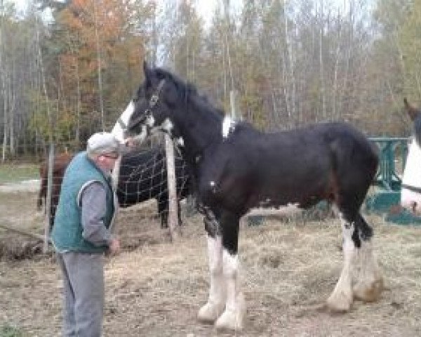 Pferd Terragold's Pan Am (Clydesdale, 2015, von Terragold Picasso)