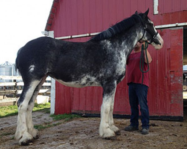 Zuchtstute Terragold Miss Connor (Clydesdale, 2011, von Blackgate Connor)