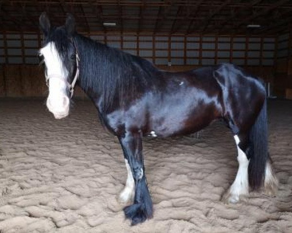 horse Teddy's Classic Heritage (Clydesdale, 2002, from Fargo's Teddy Royal Sensation)