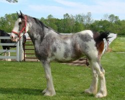 Pferd Tartan Payton Marie (Clydesdale, 2005, von Green Leaf Prime Time)