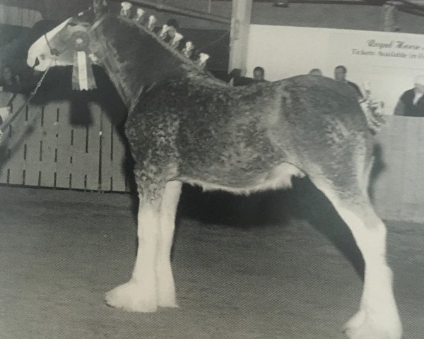 Pferd Tartan Mackenzie (Clydesdale, 2000, von Armageddon's Lord Jacob)