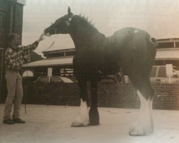 broodmare Tartan Lady Louise (Clydesdale, 1992, from Jonesway K.G. Topshelf)