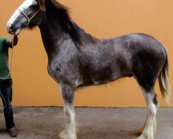 Pferd Bandeirante's Bandit (Clydesdale, 2010, von Tartan Atticus)