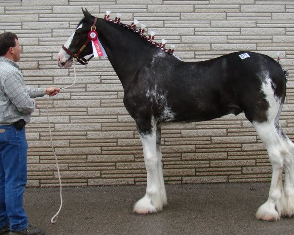 stallion Tartan Atticus (Clydesdale, 2007, from Westedge Commanders Frank)