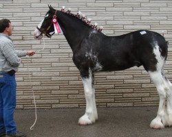 Deckhengst Tartan Atticus (Clydesdale, 2007, von Westedge Commanders Frank)