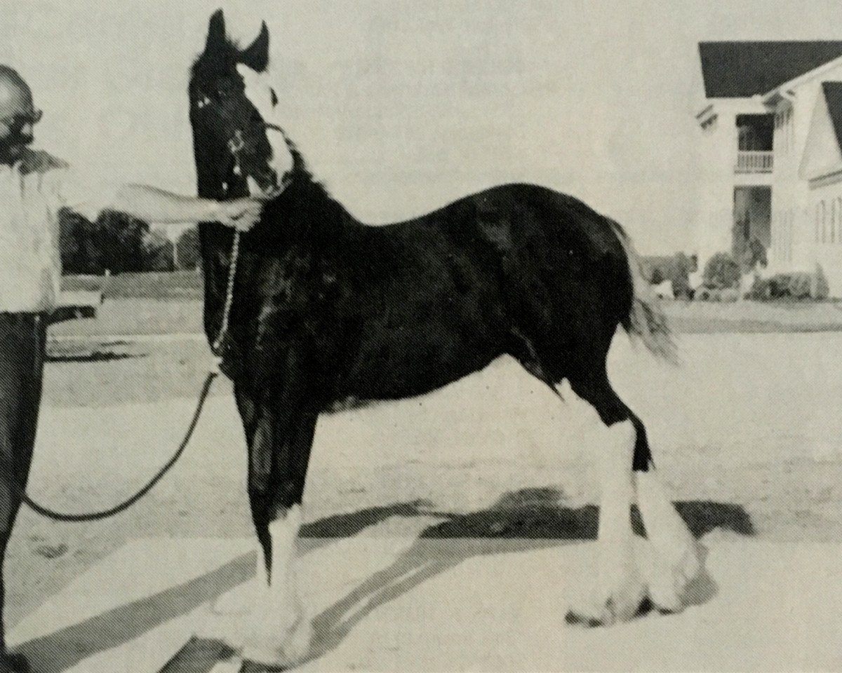 Zuchtstute Tara's First Lady (Clydesdale, 1993, von Brookdale's J.R. Perfection)