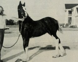 broodmare Tara's First Lady (Clydesdale, 1993, from Brookdale's J.R. Perfection)