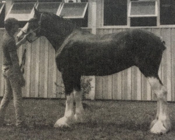 broodmare Tammy of Edgewood Farm (Clydesdale, 1990, from Belleau Master Joe)