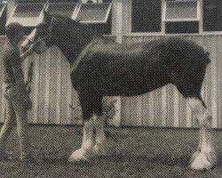 Zuchtstute Tammy of Edgewood Farm (Clydesdale, 1990, von Belleau Master Joe)